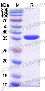 Recombinant Mouse MAPK7 Protein, N-His