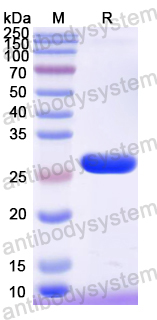 Recombinant Mouse IRF3 Protein, N-His