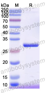 Recombinant Mouse CASP8 Protein, N-His