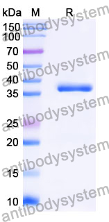 Recombinant Mouse NTRK3/TrkC Protein, N-His