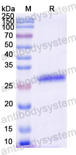 Recombinant Mouse GSTA3 Protein, N-His