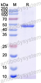 Recombinant Mouse PLA1A Protein, N-His