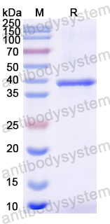 Recombinant Mouse RNLS/Renalase Protein, N-His