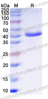 Recombinant Mouse APOA5 Protein, N-His