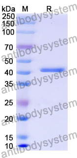 Recombinant Mouse REG3G Protein, N-GST & C-His