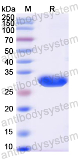 Recombinant Mouse VTCN1/B7-H4 Protein, N-His