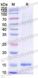 Recombinant Mouse TICAM1 Protein, N-His