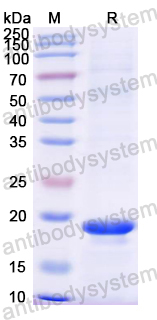 Recombinant Mouse FNDC5 Protein, N-His