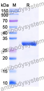 Recombinant Mouse CD101 Protein, N-His