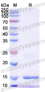 Recombinant Mouse MMRN2 Protein, N-His