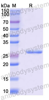 Recombinant Mouse SPON1 Protein, N-His