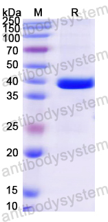 Recombinant Mouse PHPT1 Protein, N-GST & C-His