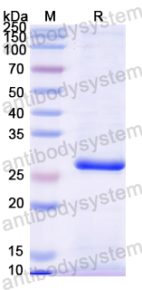Recombinant Mouse CD274/PD-L1/B7-H1 Protein, N-His