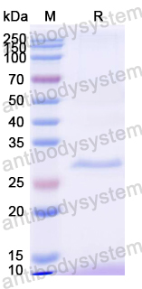 Recombinant Mouse ANGPTL3 Protein, N-His