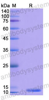 Recombinant Mouse IgA CH2 Region/IGHA-CH2 Protein, N-His