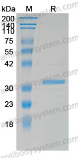 Recombinant Mouse ATP5IF1 Protein, N-GST-His