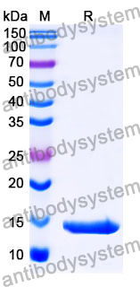 Recombinant Mouse TIMD4/TIM-4 Protein, N-His