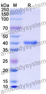 Recombinant Mouse KLRG1/CLEC15A Protein, N-GST & C-His