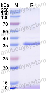 Recombinant Mouse H2-T23 Protein, N-His