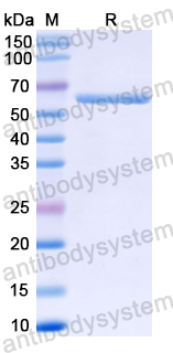 Recombinant Mouse AIFM3/AIFL Protein, N-His-SUMO