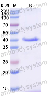 Recombinant Mouse WDR45 Protein, N-His