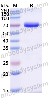 Recombinant Mouse TENT4B Protein, N-His