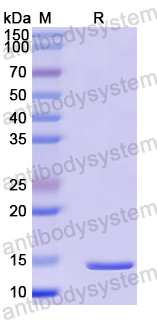Recombinant Mouse Sectm1a Protein, N-His