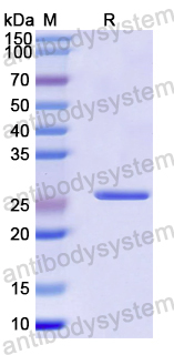 Recombinant Mouse JAM3 Protein, N-His
