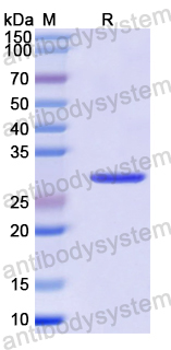 Recombinant Mouse RGMB Protein, N-His