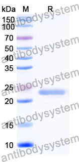 Recombinant Mouse CNTN3 Protein, N-His