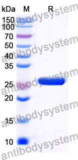 Recombinant Mouse WNT8A Protein, N-His