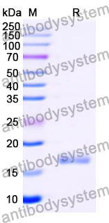 Recombinant Mouse Mgl2 Protein, N-His