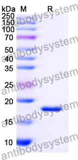 Recombinant Mouse PLXNB3 Protein, N-His