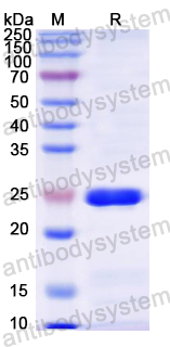 Recombinant Mouse FGF15 Protein, N-His