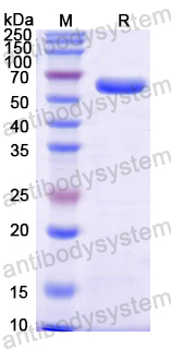 Recombinant Mouse Ces1c/PES-N Protein, N-His