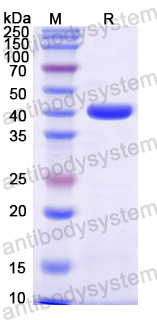 Recombinant Mouse WNT6 Protein, N-His