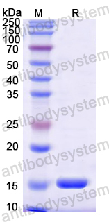 Recombinant Mouse S100a15a Protein, N-His