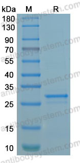 Recombinant Mouse FBXO10 Protein, C-His