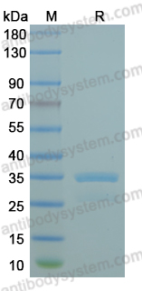 Recombinant Mouse SCRG1 Protein, N-GST & C-His