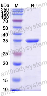 Recombinant Pig EGF Protein, N-GST & C-His