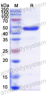 Recombinant Pig GRIN1/NMDAR1 Protein, N-His & C-strep