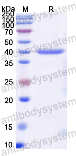 Recombinant Dog F8/Coagulation factor VIII Protein, N-His