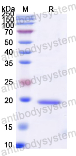 Recombinant Dog F8/Coagulation factor VIII Protein, N-His