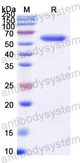 Recombinant Dog F8/Coagulation factor VIII Protein, N-His