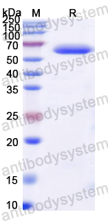 Recombinant Dog IFNA1/2 Protein, N-His-MBP