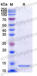 Recombinant Dog IL4 Protein, C-His