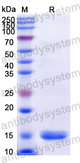 Recombinant Dog IL4 Protein, N-His
