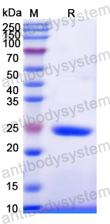 Recombinant Dog CD124/IL4R/IL-4Rα Protein, C-His