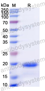 Recombinant Dog CD154/CD40LG/TNFSF5 Protein, N-His
