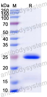 Recombinant Dog CD132/IL2RG Protein, N-His
